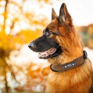 Personalized Custom Leather Dog Collar